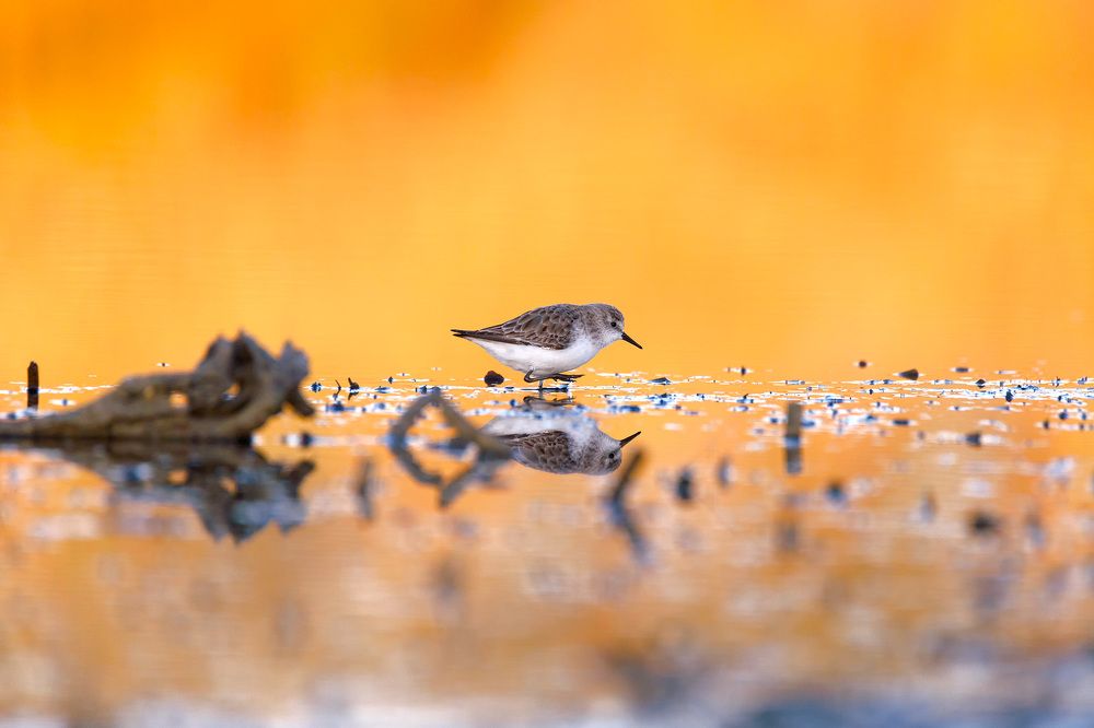 Photograph by Fabio Cartelli