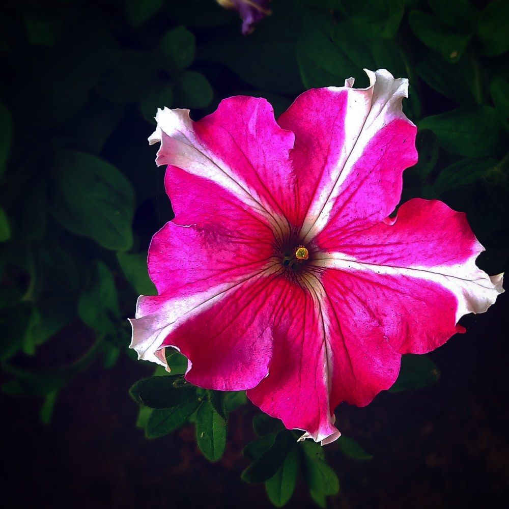 Фотография автора Sayan Das