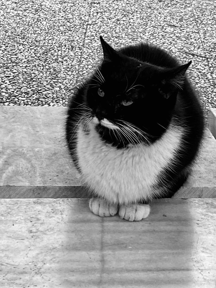 Grumpy cat