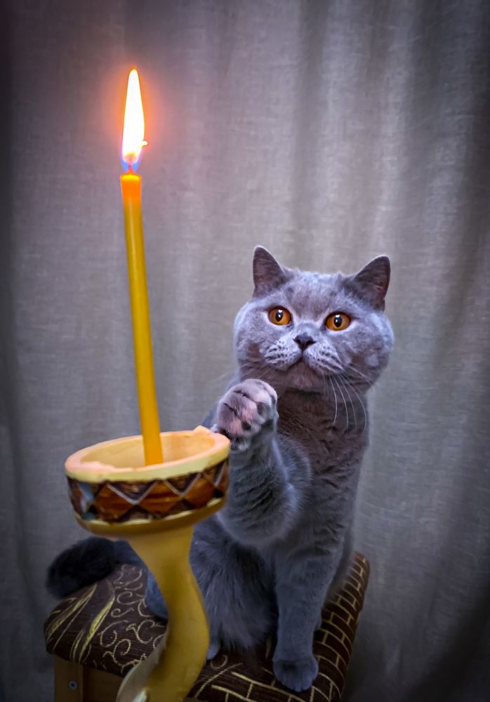 Кот и свеча