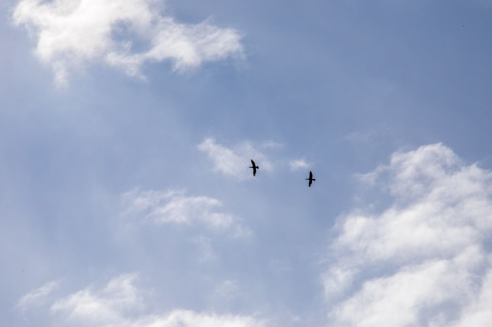 Птицы надежды