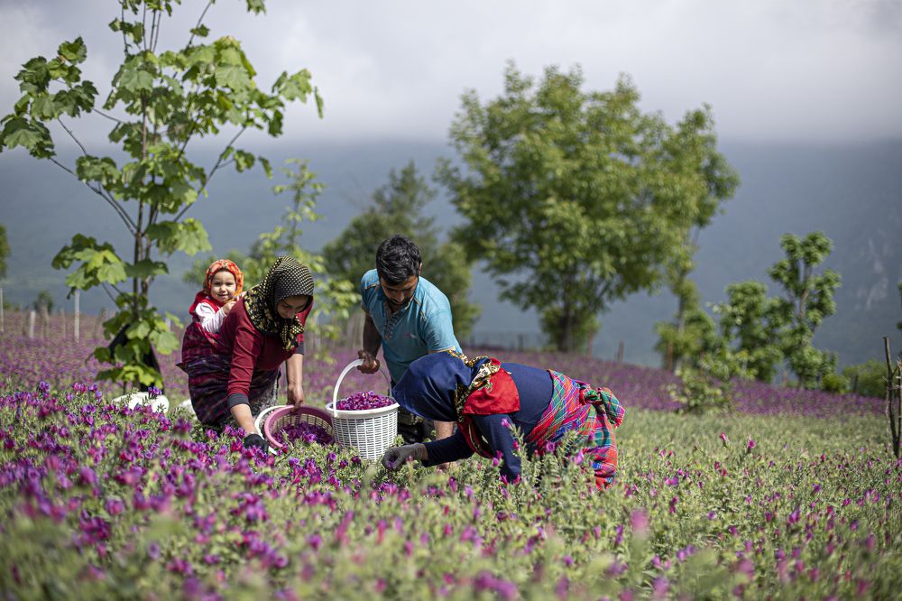 Photograph by Ali Shafie Koli