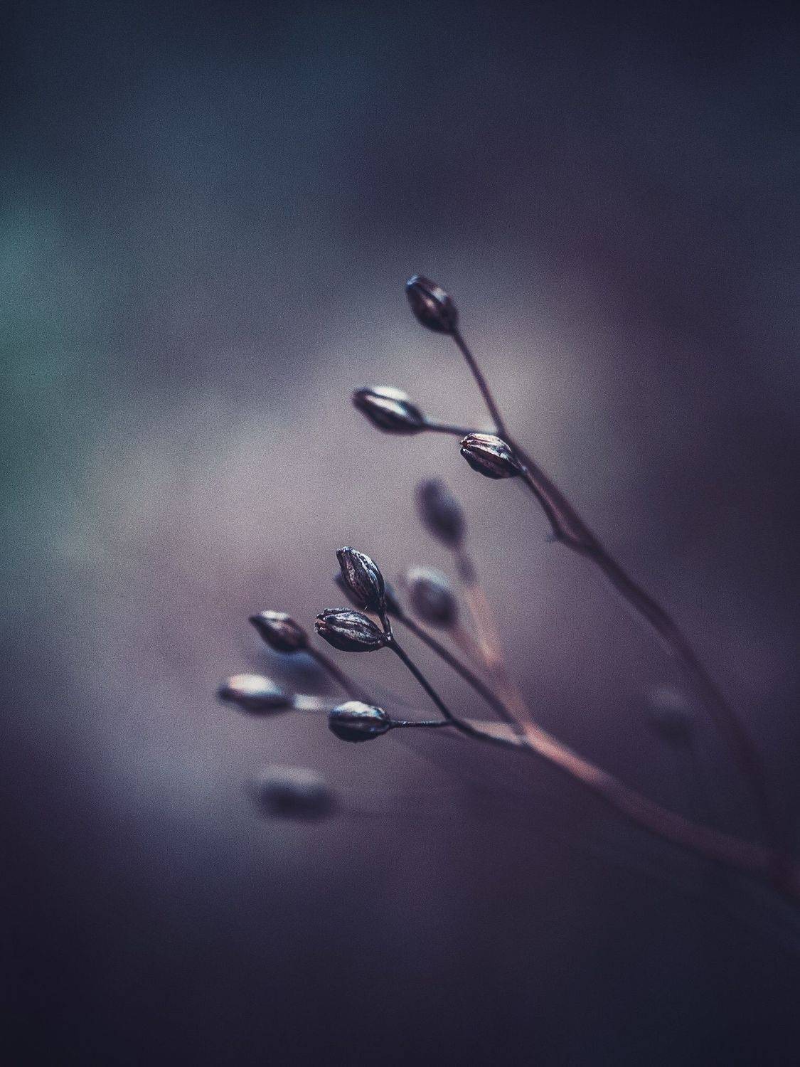 Dried beauty…