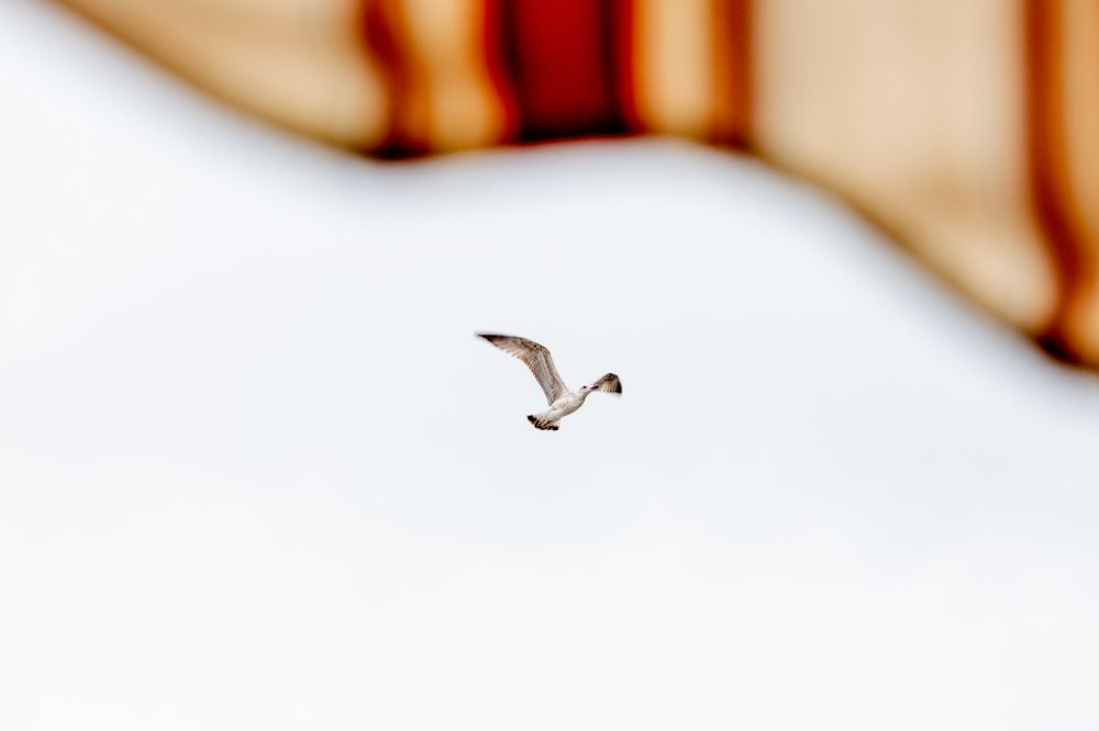 Photograph by Мария Шибанова