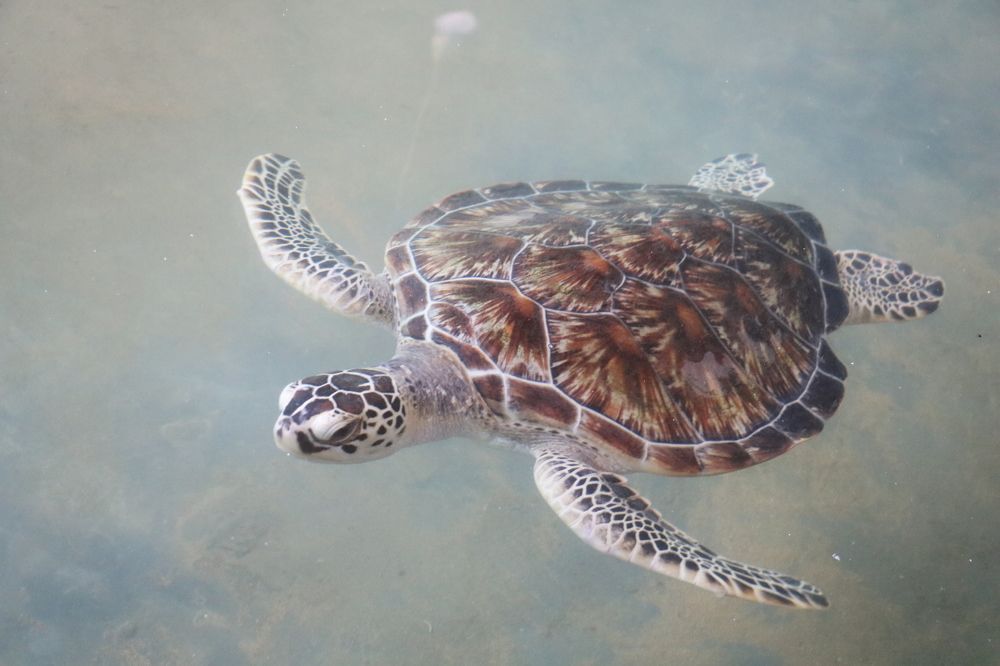 Photograph by Dimuth De Zoysa