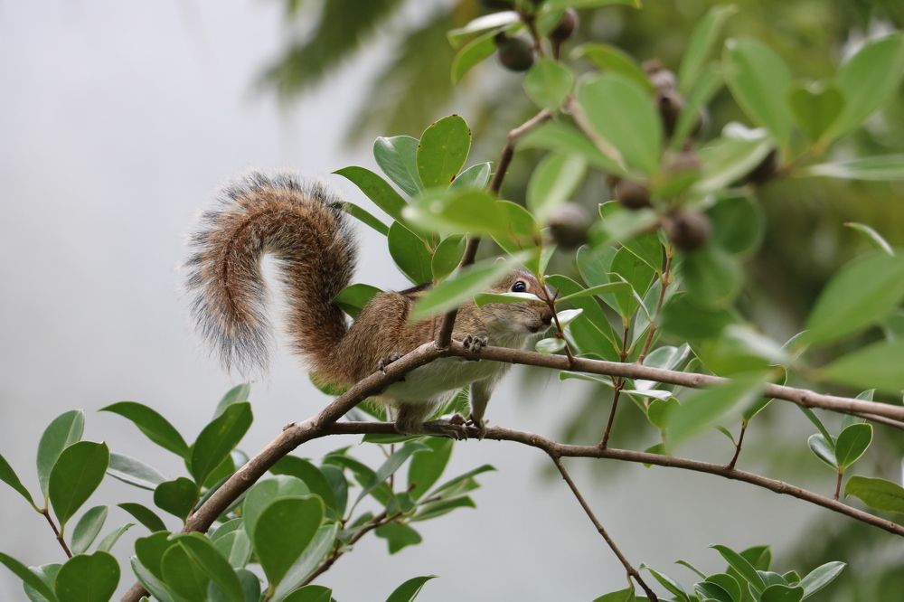 Photograph by Dimuth De Zoysa