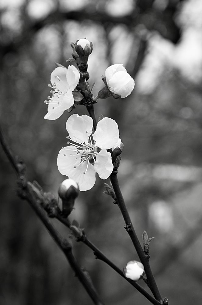 Photograph by Milan Sláma