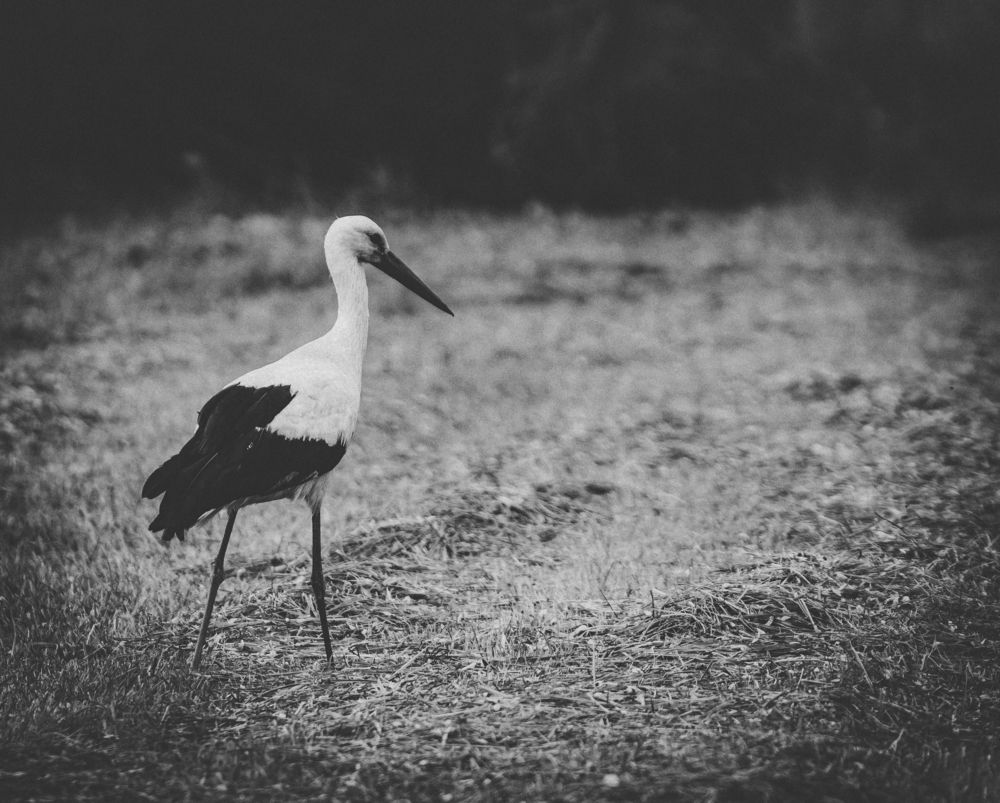 Фотография автора Emilia Szotko