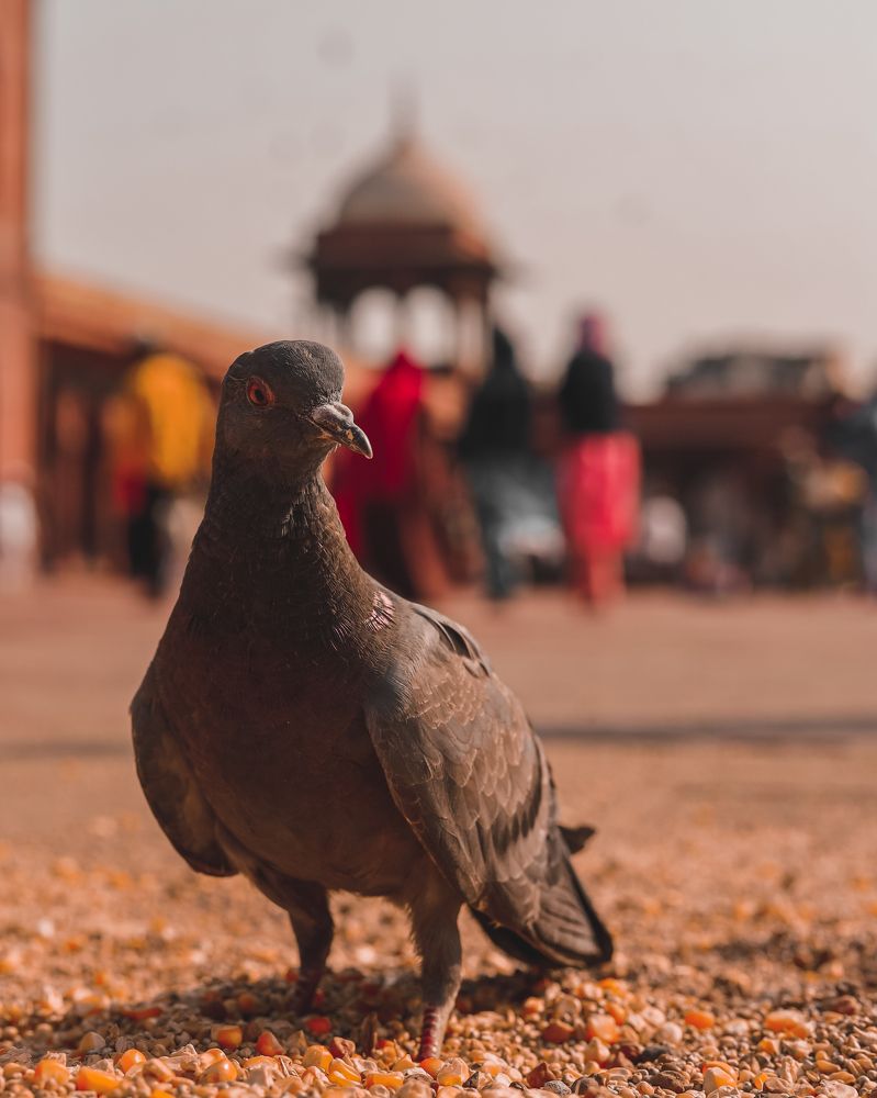 Photograph by Chetan Parmar