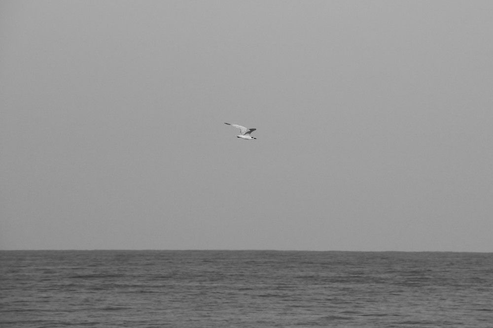 Seagull