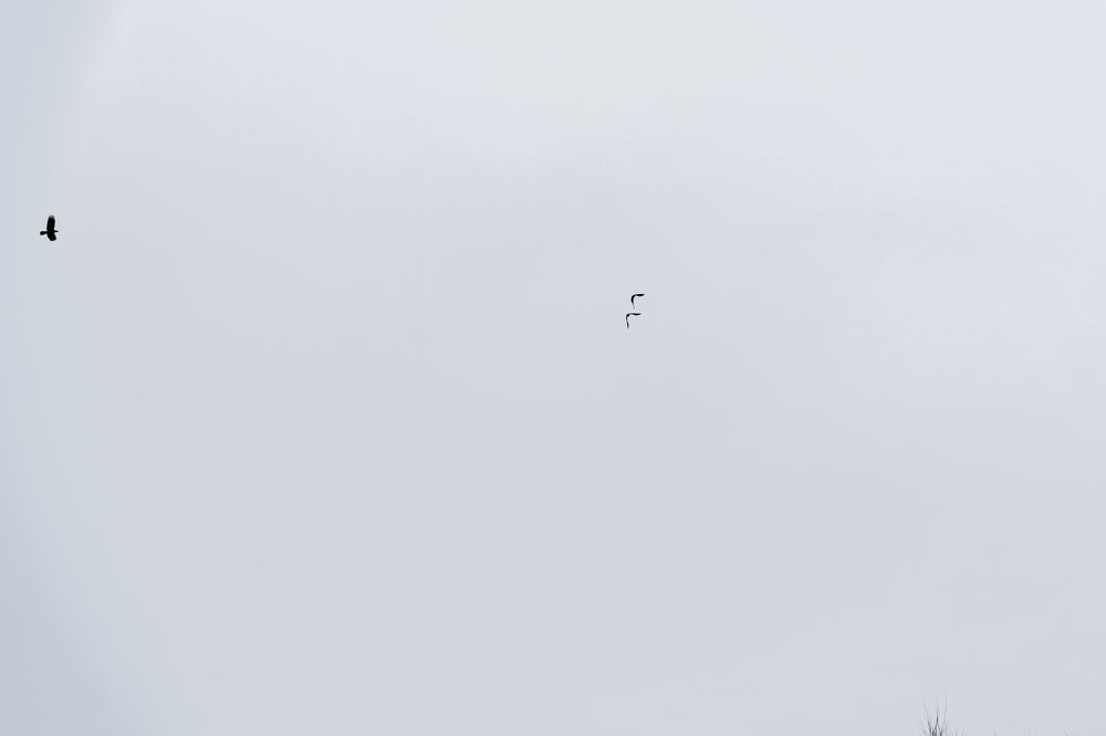 Предчувствие