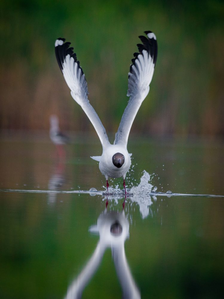 Photograph by Harikrishnan