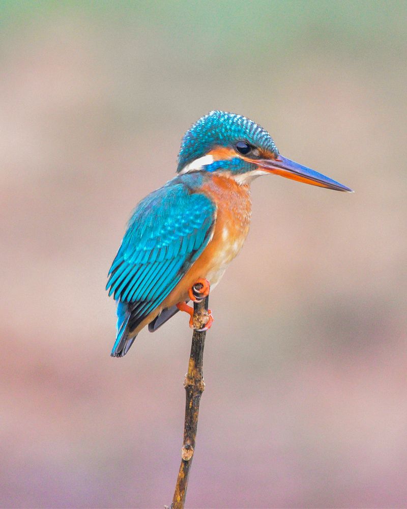 Photograph by Harikrishnan