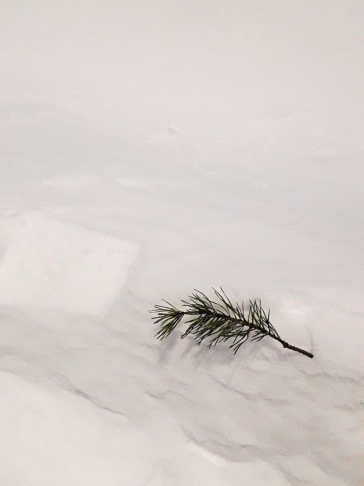 веточка на снегу