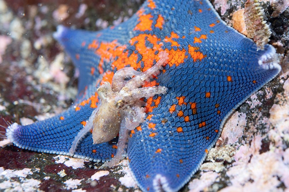 Фотография автора Ichinoseki Sayaka