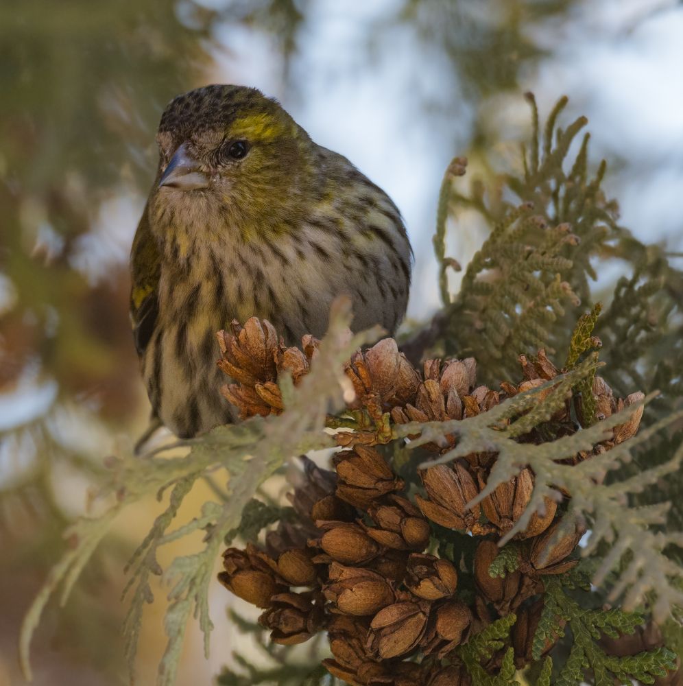 Photograph by Курлянцев Алексей