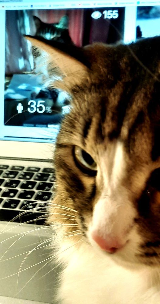 Думы кота Барсика:" 35% - что-то малова-то будет, а я так позировал...хм...."