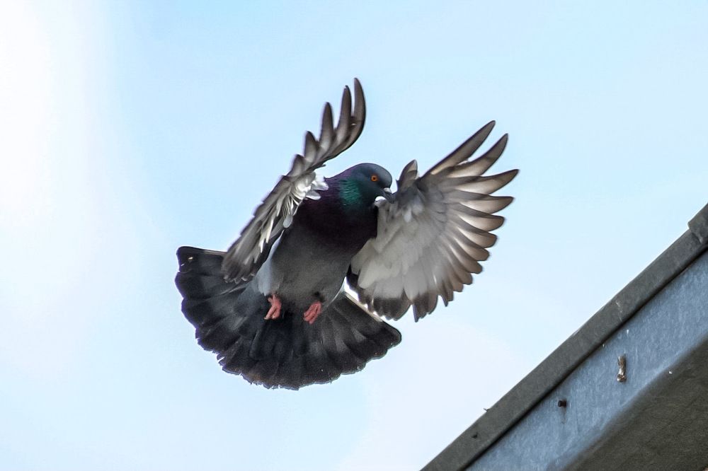 Photograph by advokatkijashko