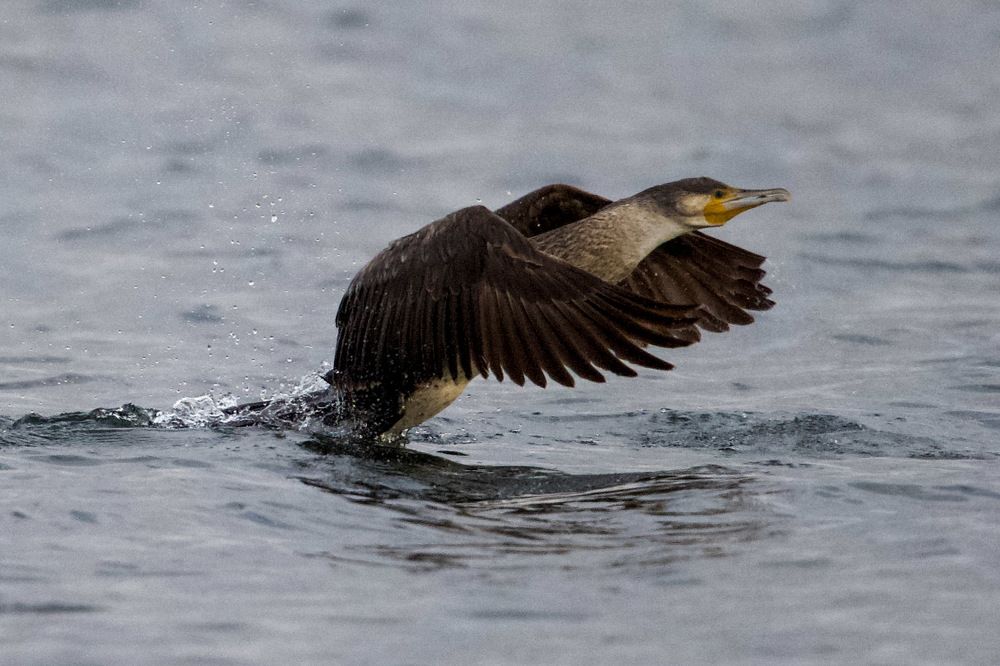 Photograph by advokatkijashko