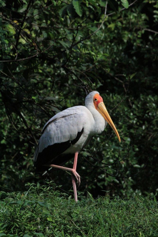 Photograph by PRIYSHEN JESUDASS