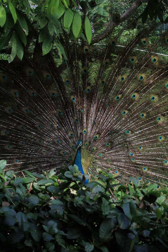 Photograph by PRIYSHEN JESUDASS