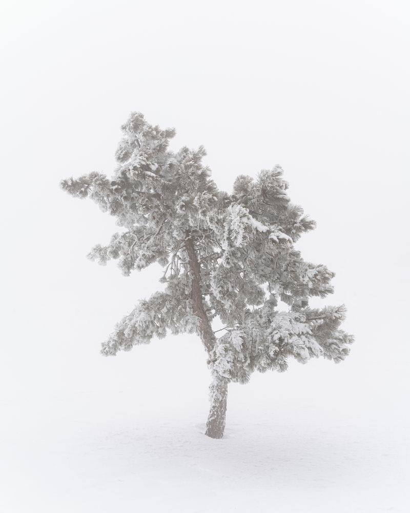 Photograph by Elena Simonova