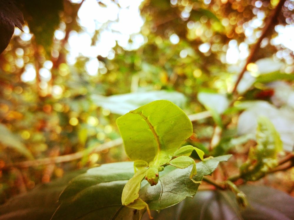 Hidden gift of nature