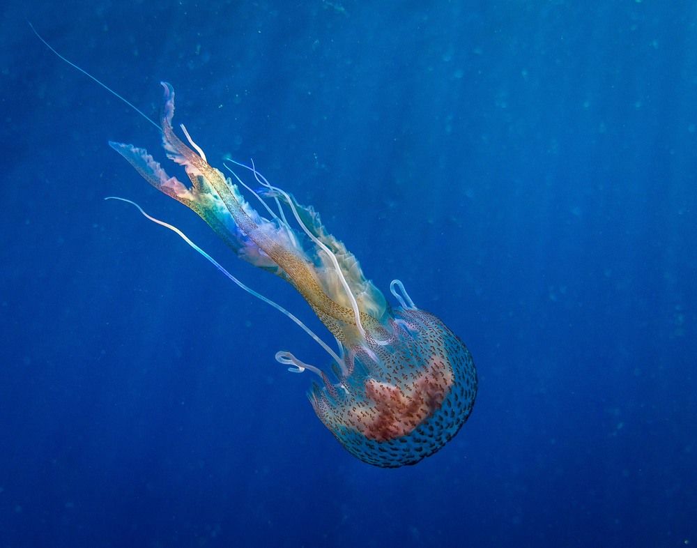 Photograph by FATES Yacine