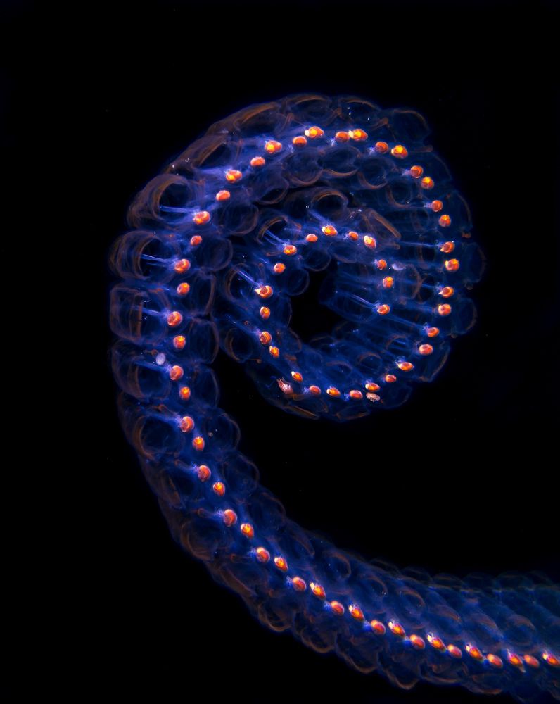 Photograph by FATES Yacine