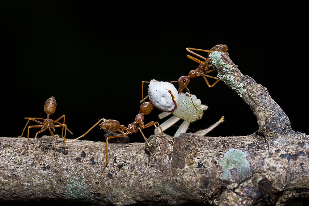 Photograph by Anirban Dutta