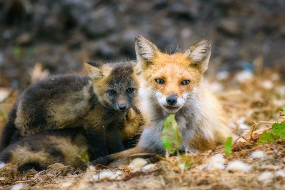 Photograph by Fukuro Suzuki