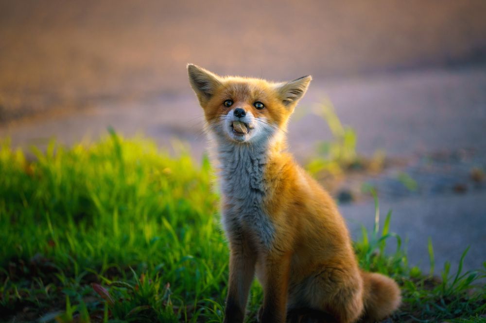 Photograph by Fukuro Suzuki