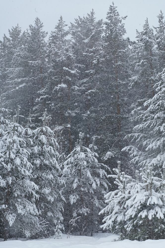 Photograph by Алина Брагина