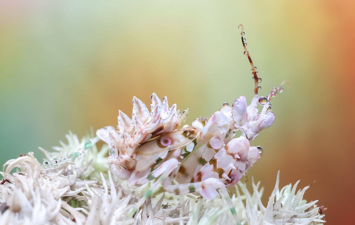 Rugged flower mantis
