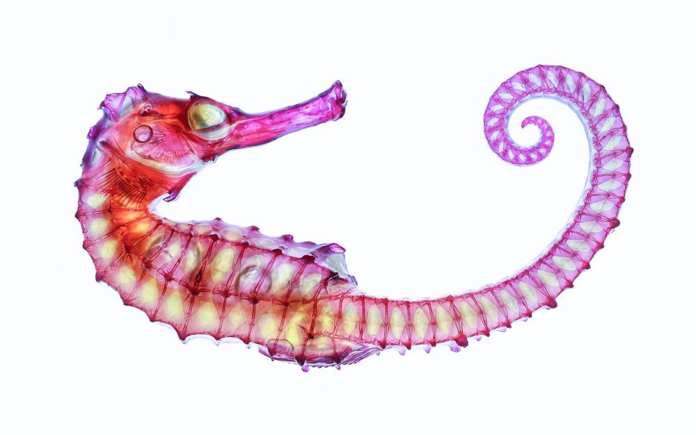 Diaphonized sea horse