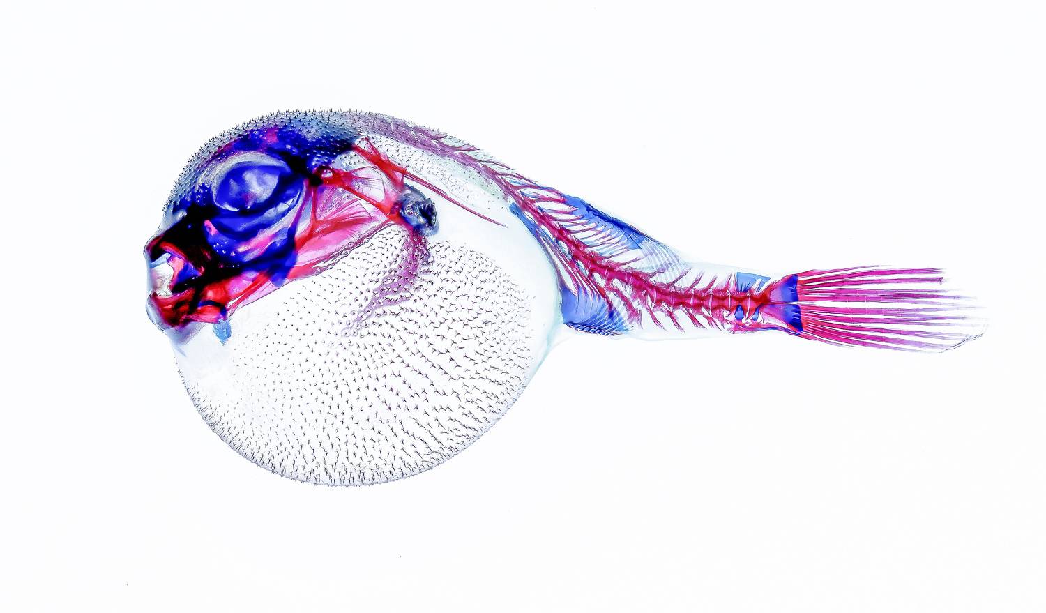 Diaphonized puffer fish