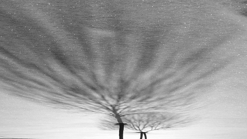 Одуванчики