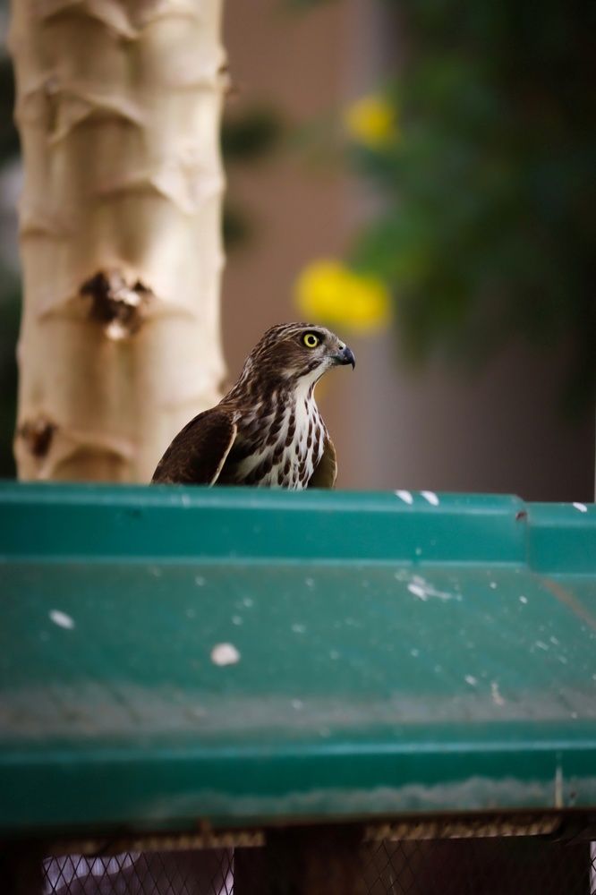 Photograph by GIRINATH M