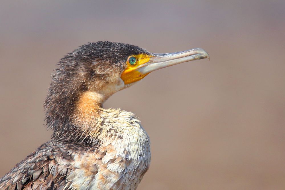 Фотография автора Suresh S S