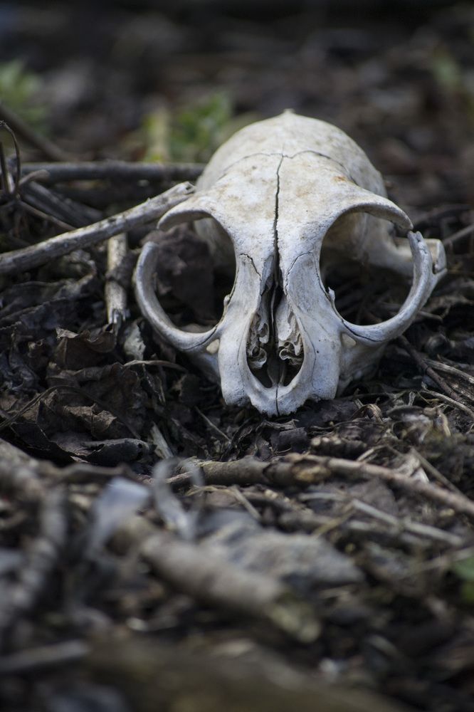 Фотография автора Геннадий Коробов