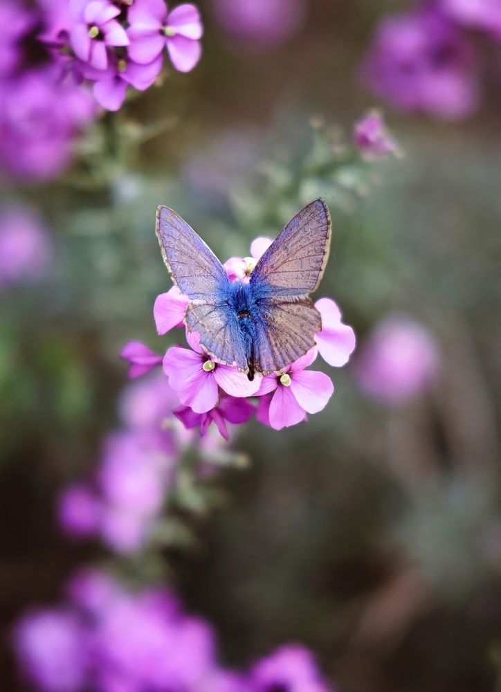 Photograph by Ali goreishi1