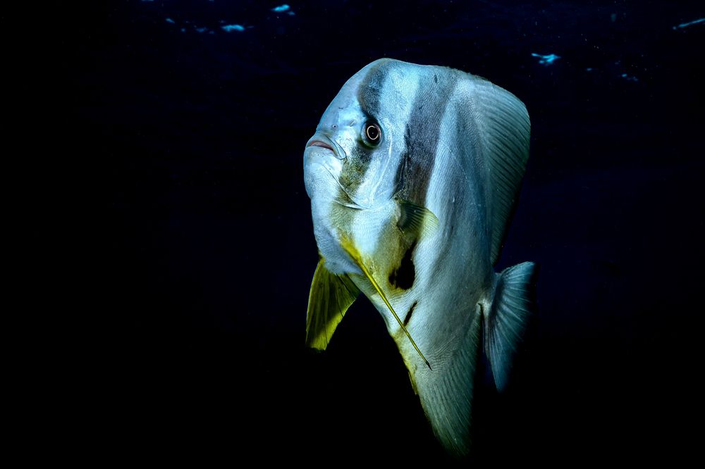 Photograph by Serge Melesan