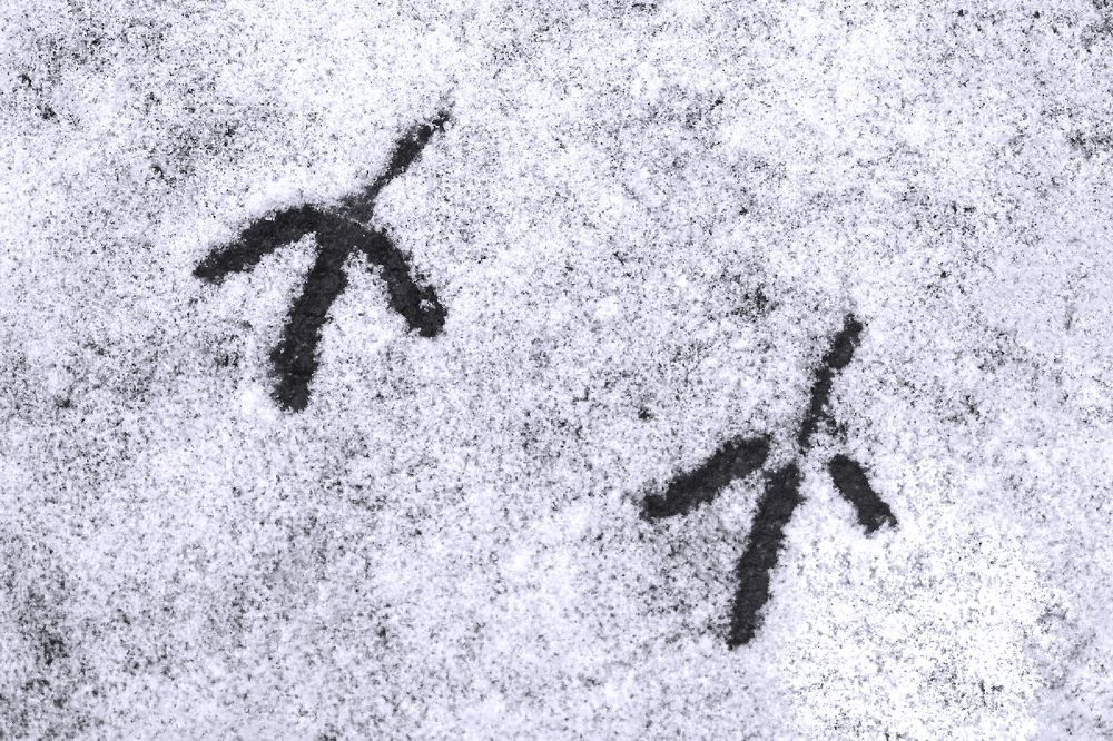 По первому снегу