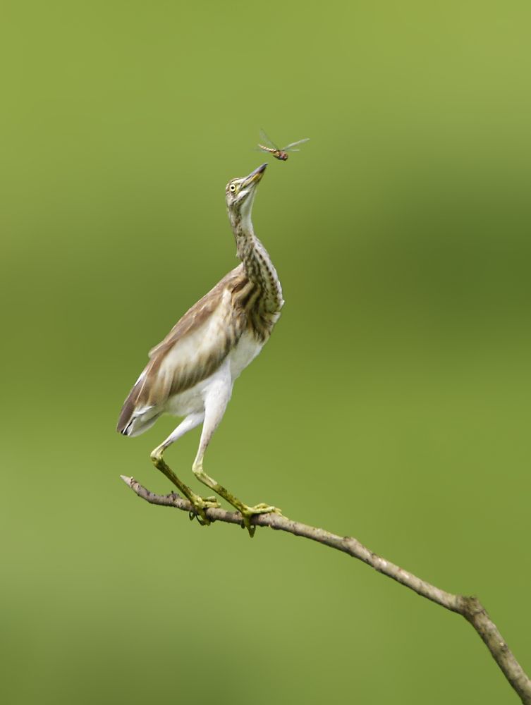 Photograph by Mirza Md moon ridoy