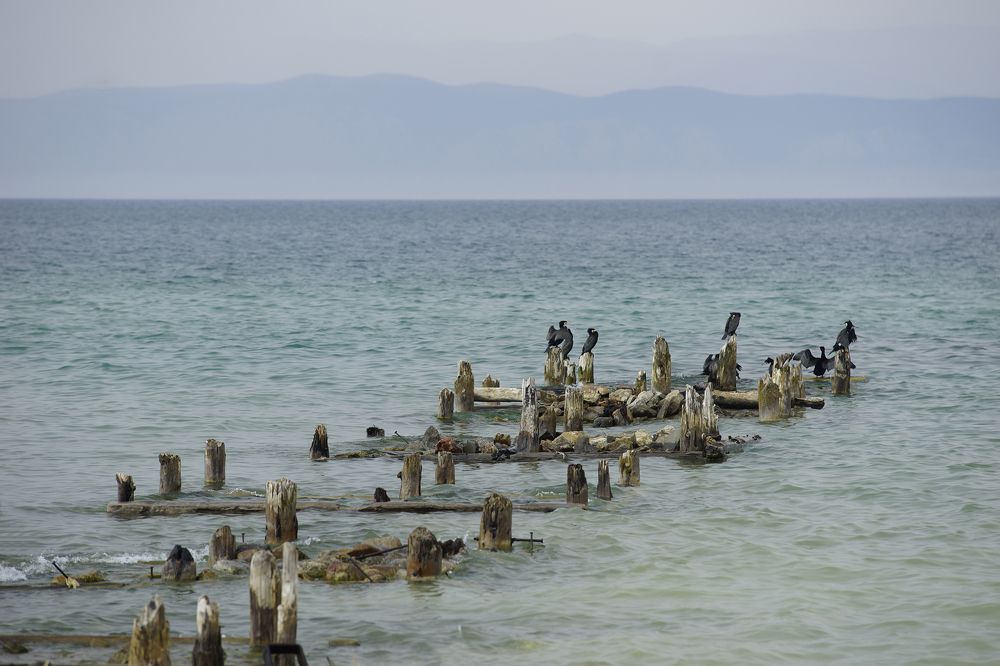 Фотография автора Надежда Думина