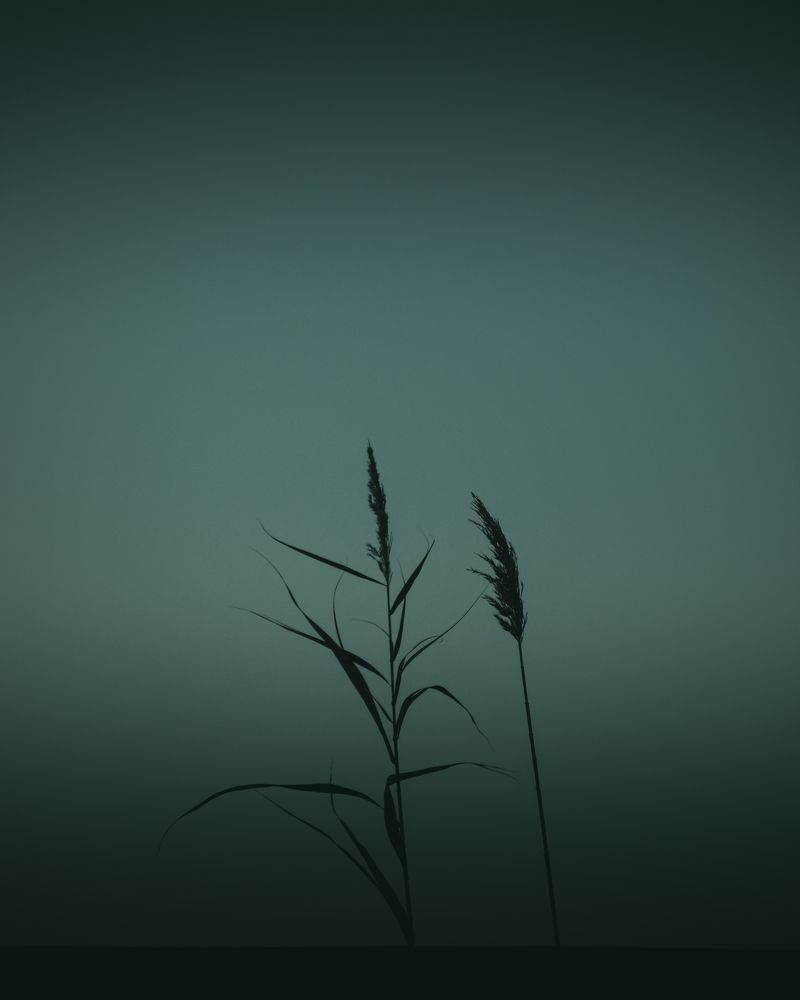 Photograph by Mazen Abdennadher