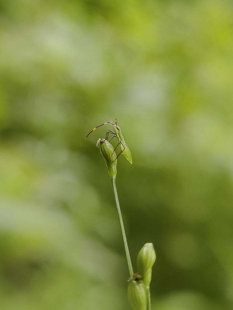 Photograph by Animesh Satapathy