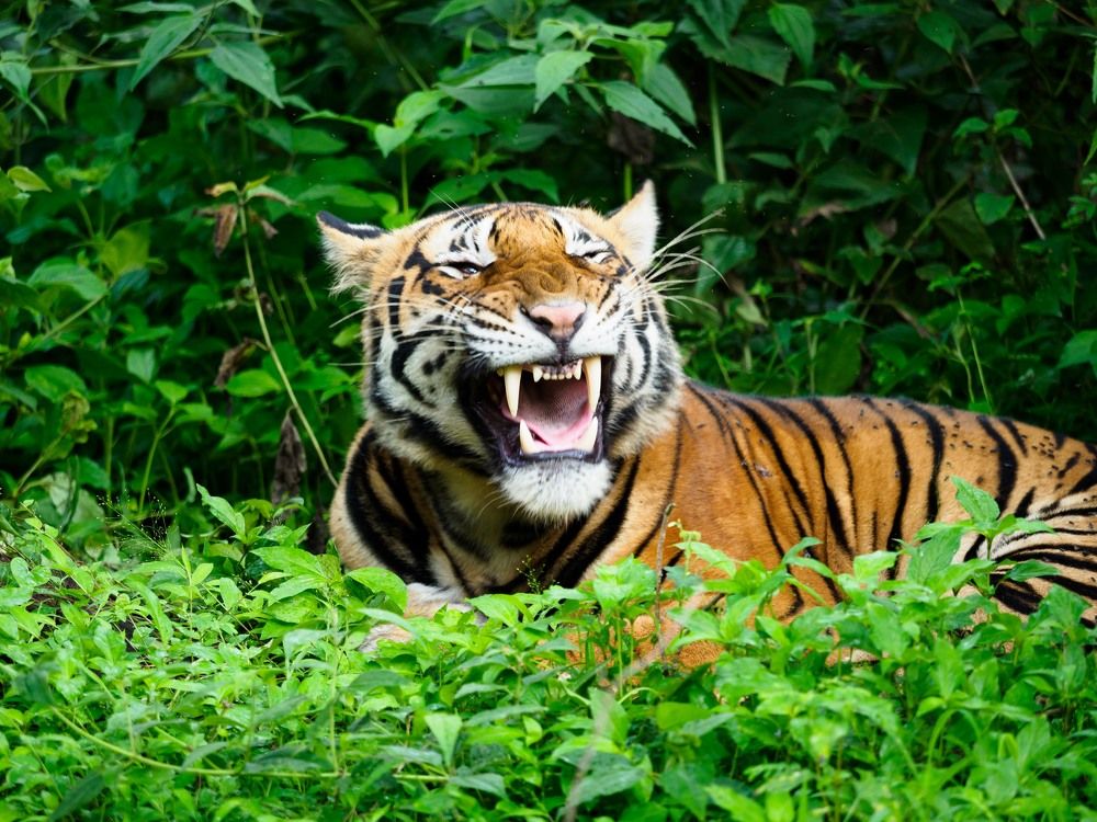 A tiger cub yawns