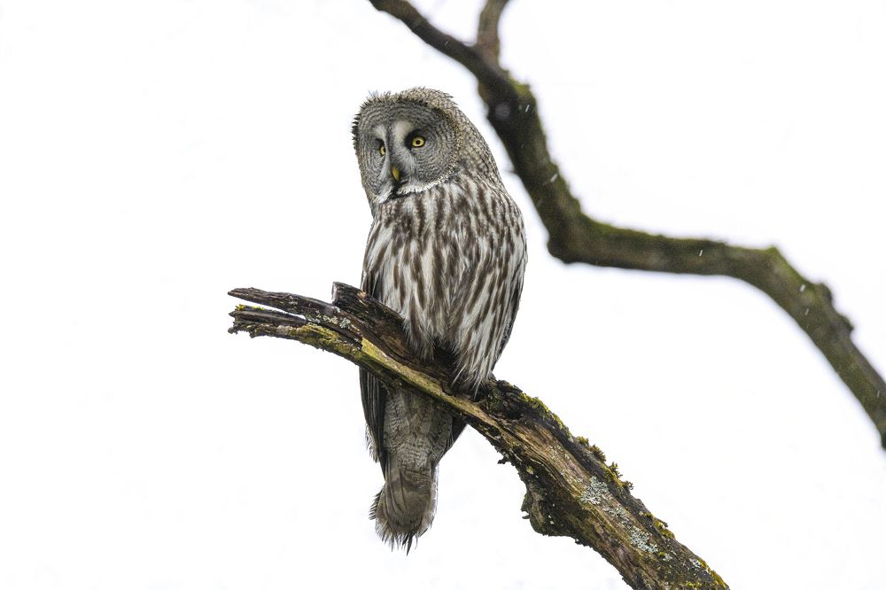 Photograph by Валерия Трейтяк