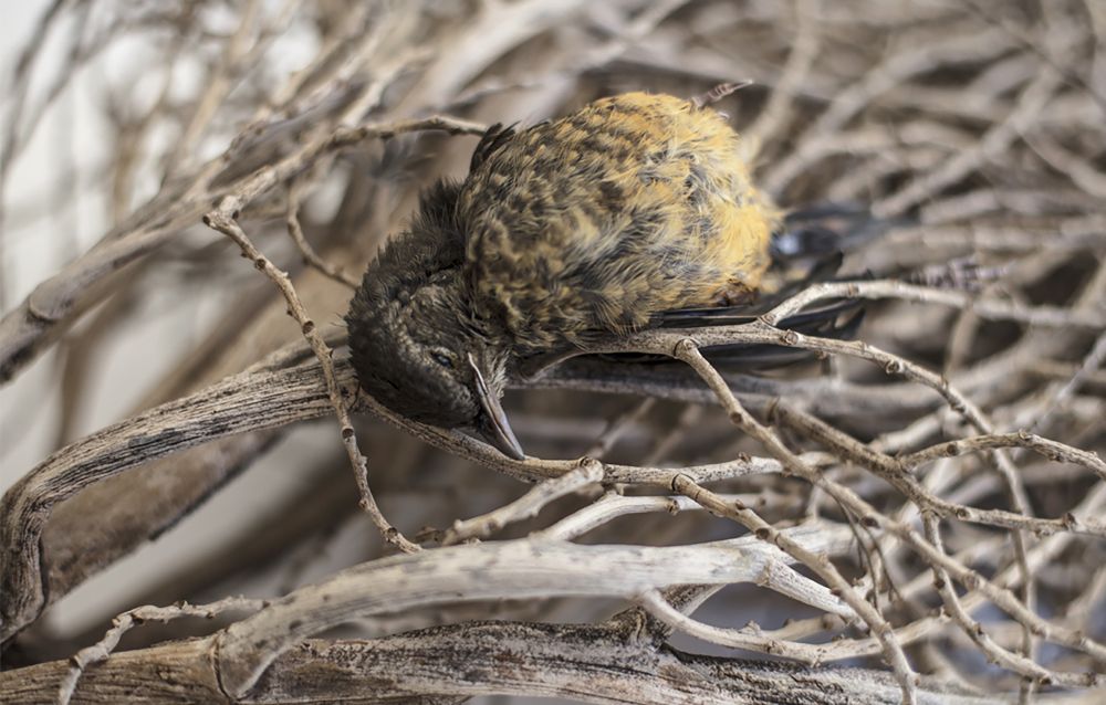 Photograph by Andrea Guedella